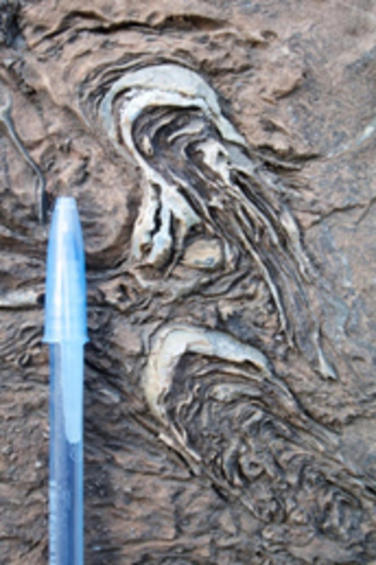 Rock with fossil remains