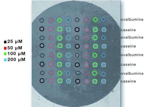 Interaction between immobilized peptides and protein from sera on Cystamine / Glutaraldehyde functionalized biochip