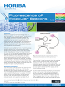 Fluorescence of Molecular Beacons thumbnail