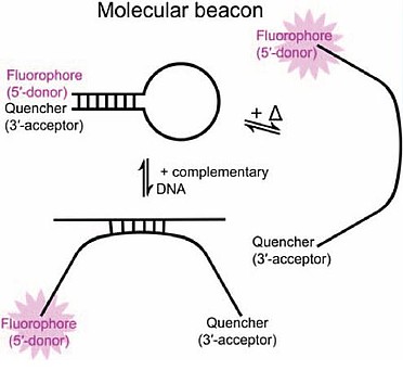 Fluorescence of Molecular Beacons