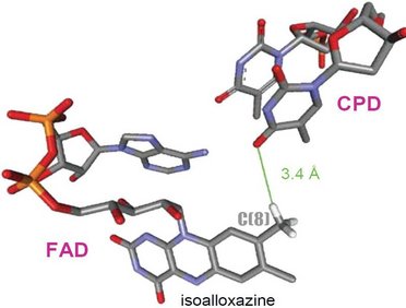 Molecular structure of PNA photolyase binding in close proximity to FAD cofactor.