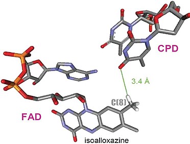 Molecular structure of PNA photolyase binding in close proximity to FAD cofactor.